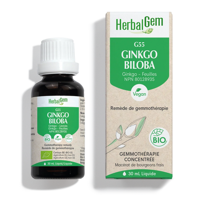 Ginkgo biloba (Ginkgo) G55