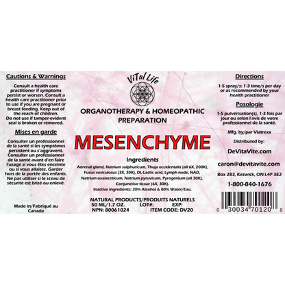 Mesenchyme
