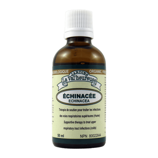 Échinacée