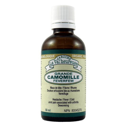 Grande camomille